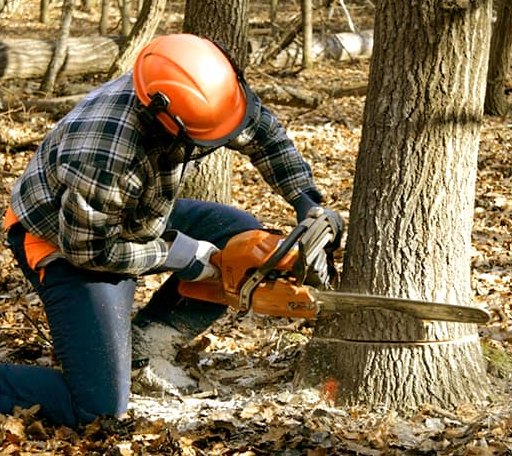 Tree Removal in Milan, TN